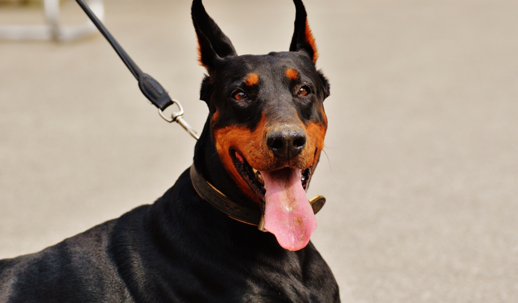Доберман с высунутым языком на поводке 