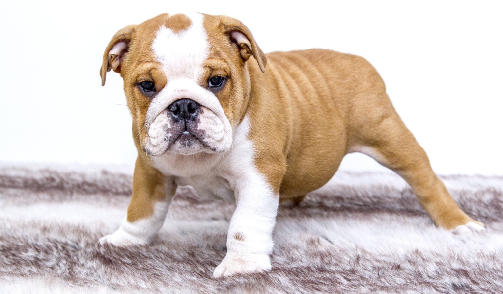 Щенок английского бульдога на подстилке