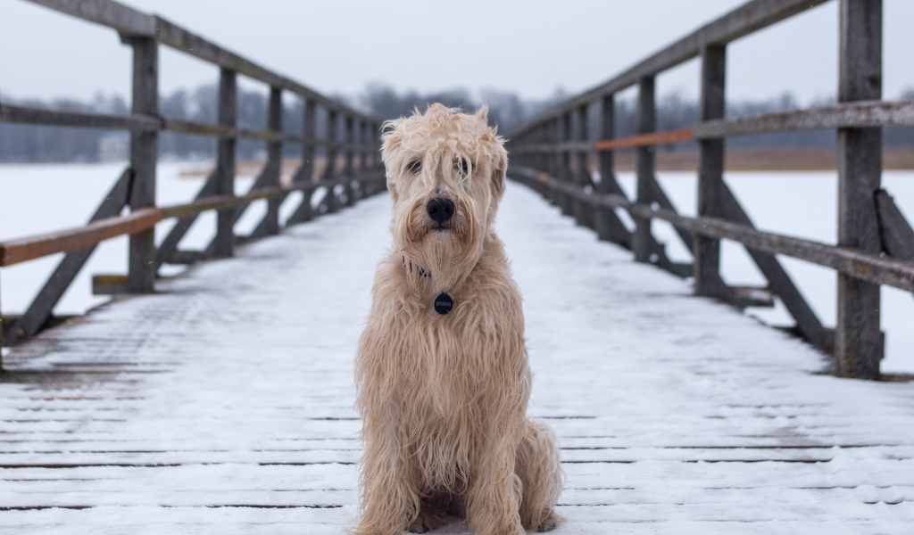 Пушистый пес сидит на покрытом снегом мосту