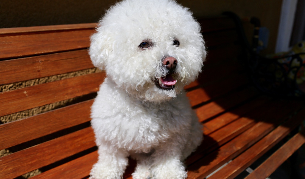 Пушистый белый щенок пуделя сидит на лавке