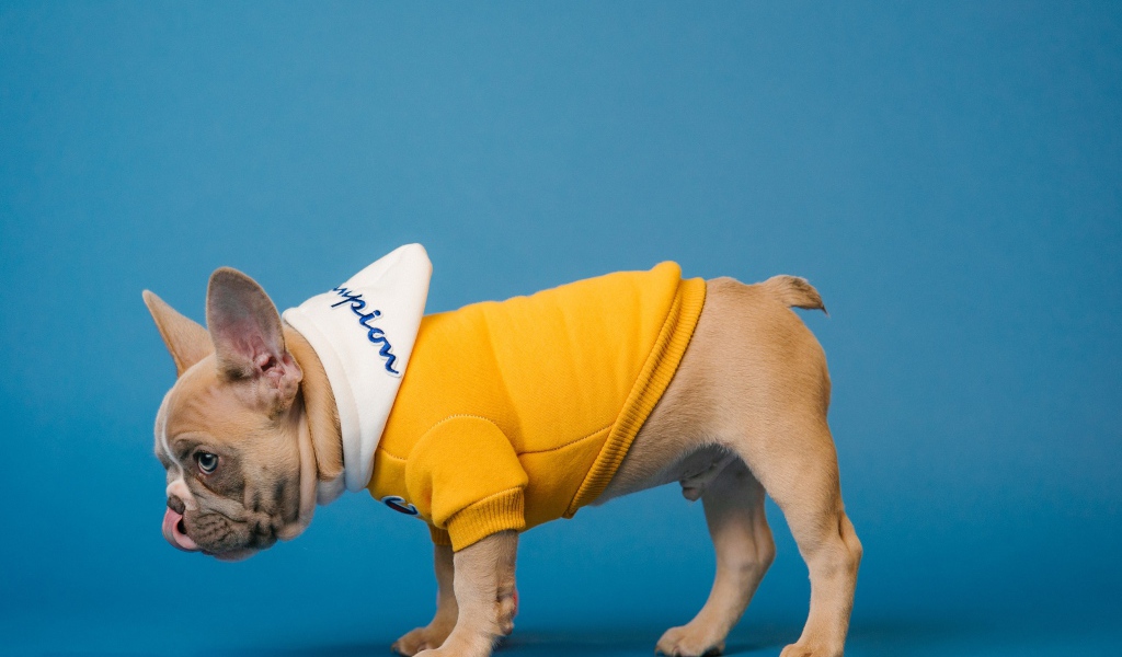 Французский бульдог в костюме на голубом фоне