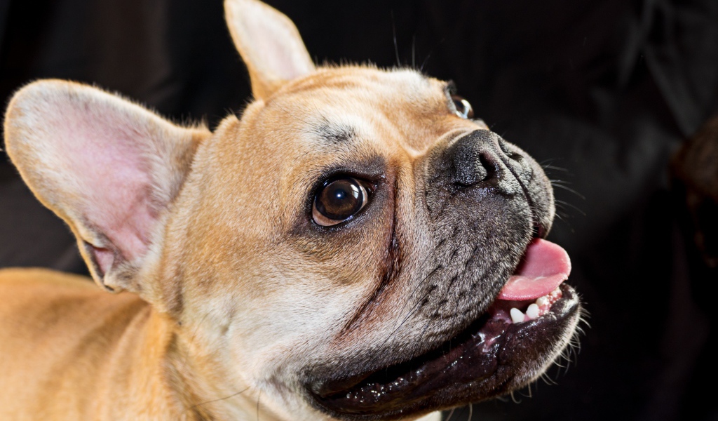 Морда французского бульдога с высунутым языком