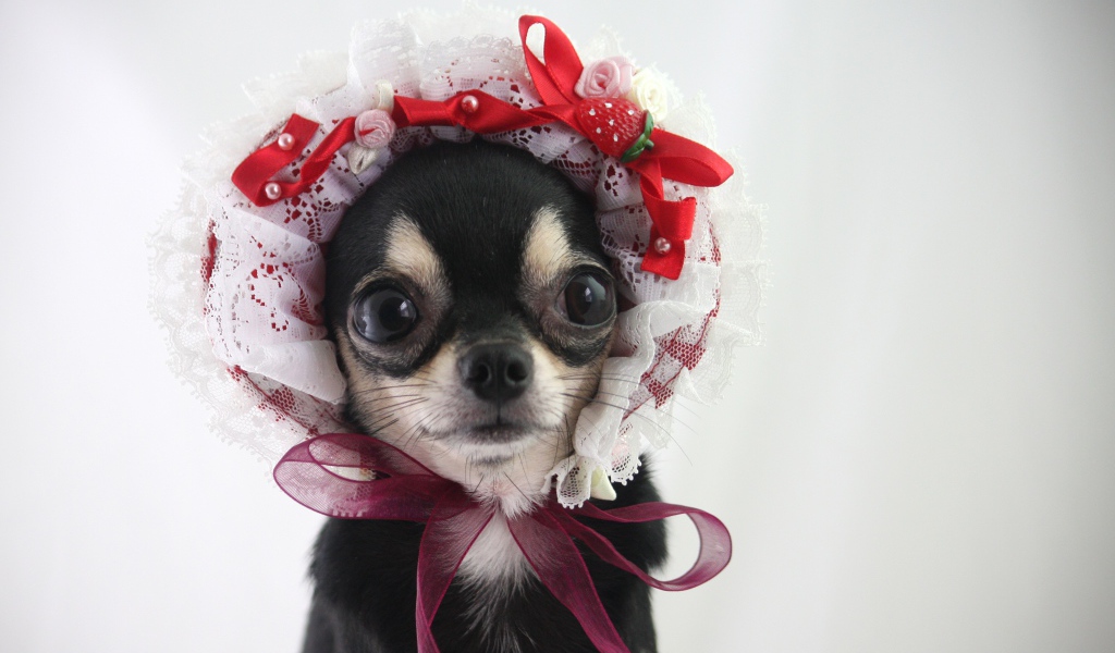 Смешная собака породы чихуахуа в шапке 