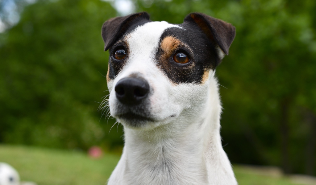 Смешной джек рассел животных терьер