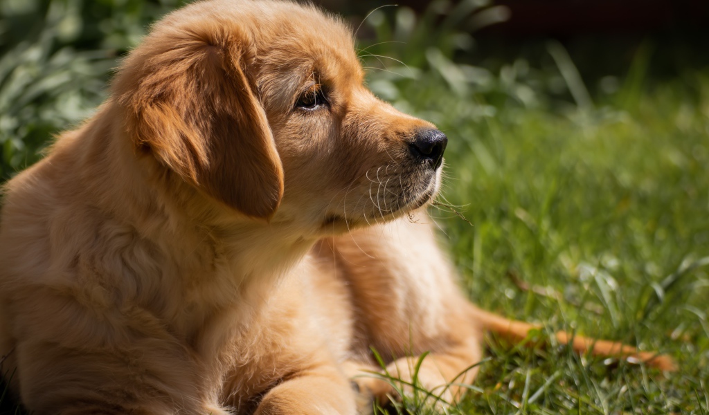 Щенок золотистого ретривера лежит на траве 