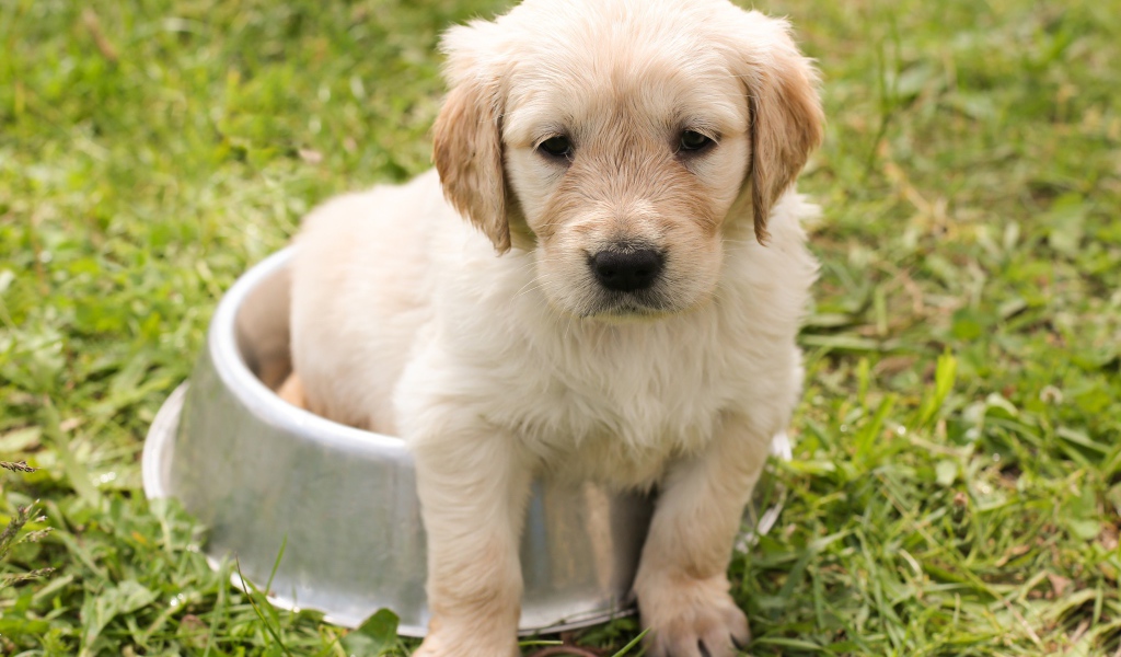 Щенок золотистого ретривера сидит в миске