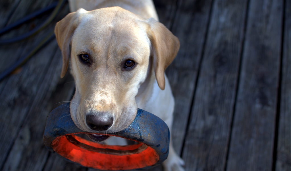 Золотистый ретривер с колесом в зубах 