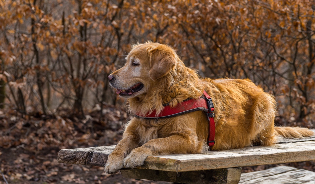 Золотистый ретривер с высунутым языком лежит на столе 