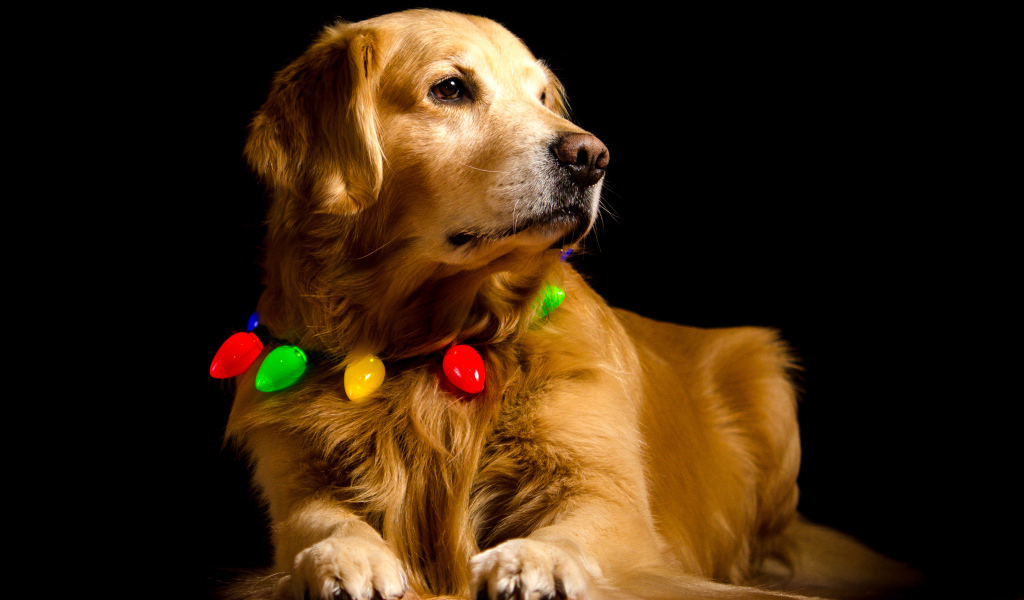 Золотистый ретривер с ошейником на черном фоне