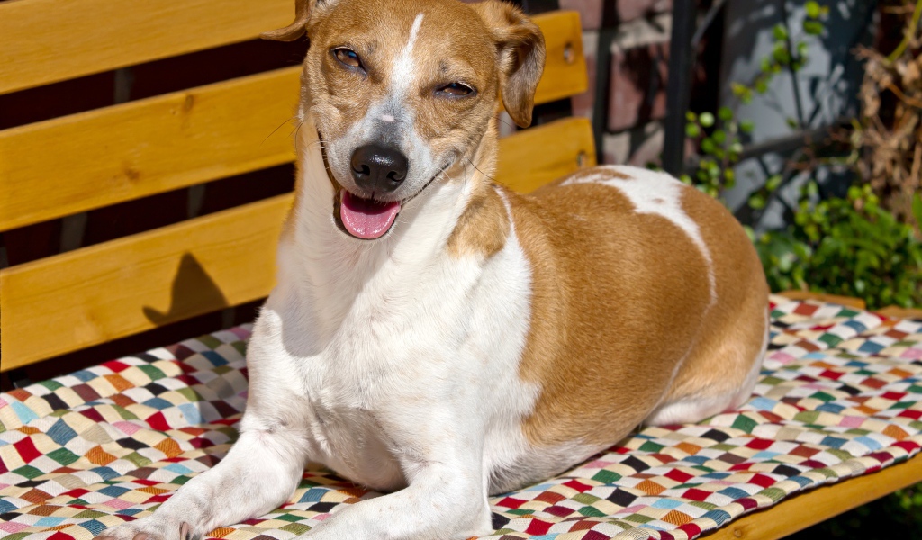 Довольный пес породы Джек рассел терьер на лавке 