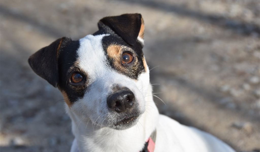 Любопытный пес породы Джек рассел терьер 