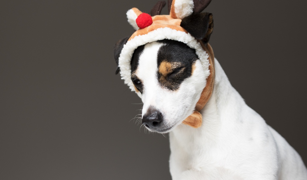 Джек рассел терьер в новогодней шапке на сером фоне