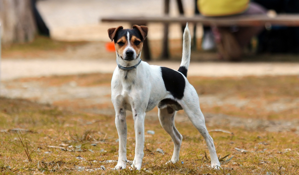 Джек рассел терьер стоит на траве