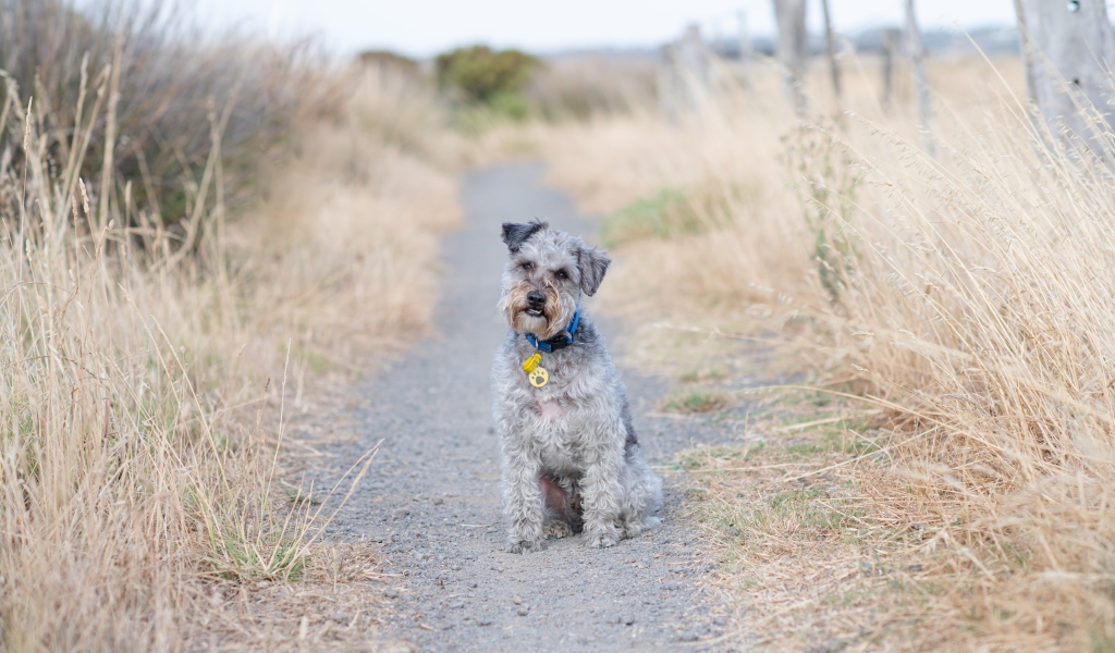 Лейкленд-терьер сидит на дорожке 
