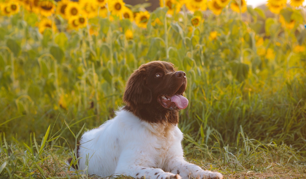 Большой породистый пес с высунутым языком на поле с подсолнухами 