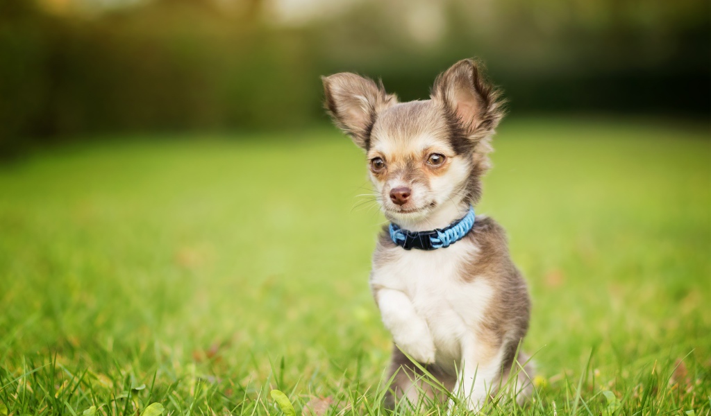 Маленькая собака породы чихуахуа сидит в зеленой траве