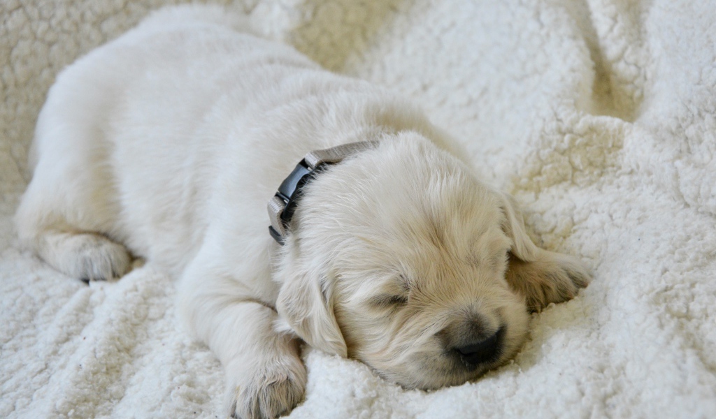 Маленький слепой щенок золотистого ретривера