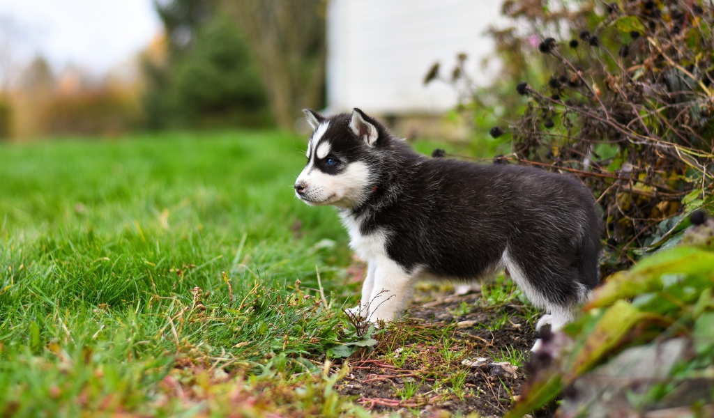 Маленький голубоглазый щенок хаски на зеленой траве 