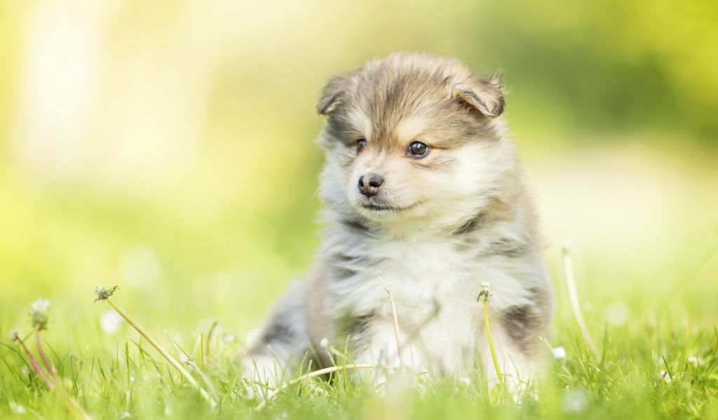 Маленький пушистый щенок сидит в зеленой траве