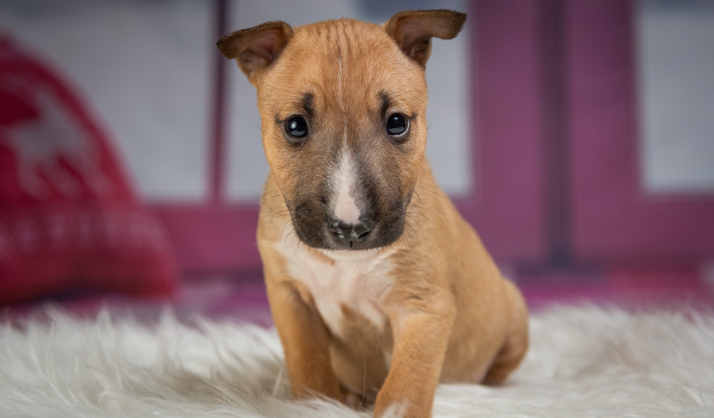 Маленький забавный щенок сидит на меховой подстилке 