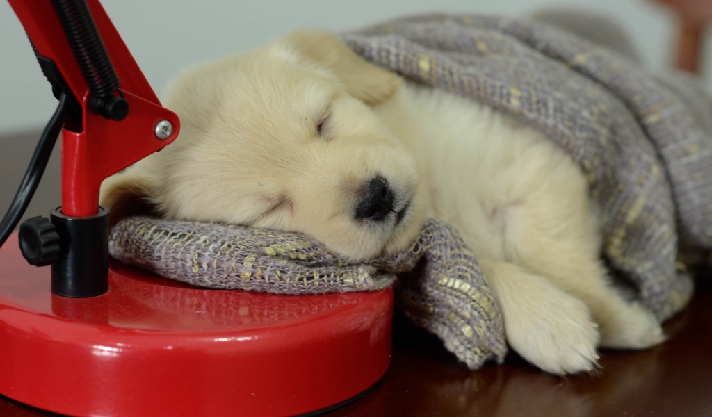 Маленький щенок золотистого ретривера спит на столе с лампой