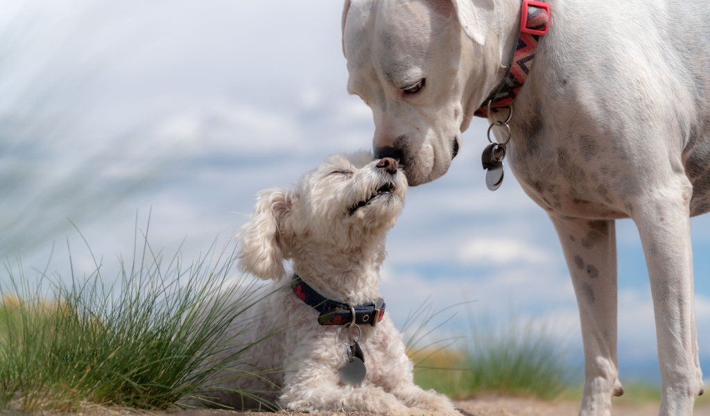 Маленький пудель с большим боксером на пляже