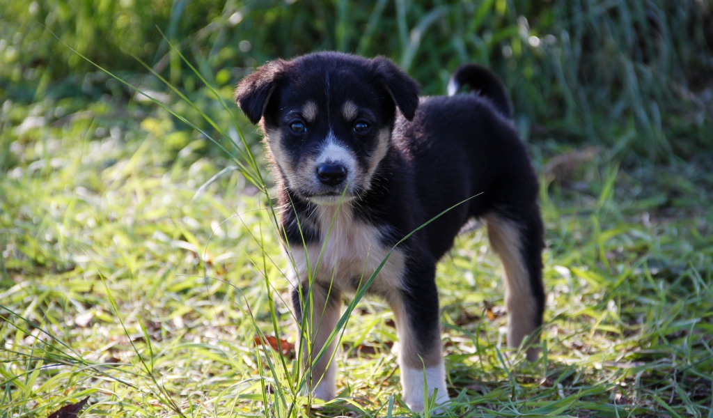 Маленький щенок стоит на зеленой траве