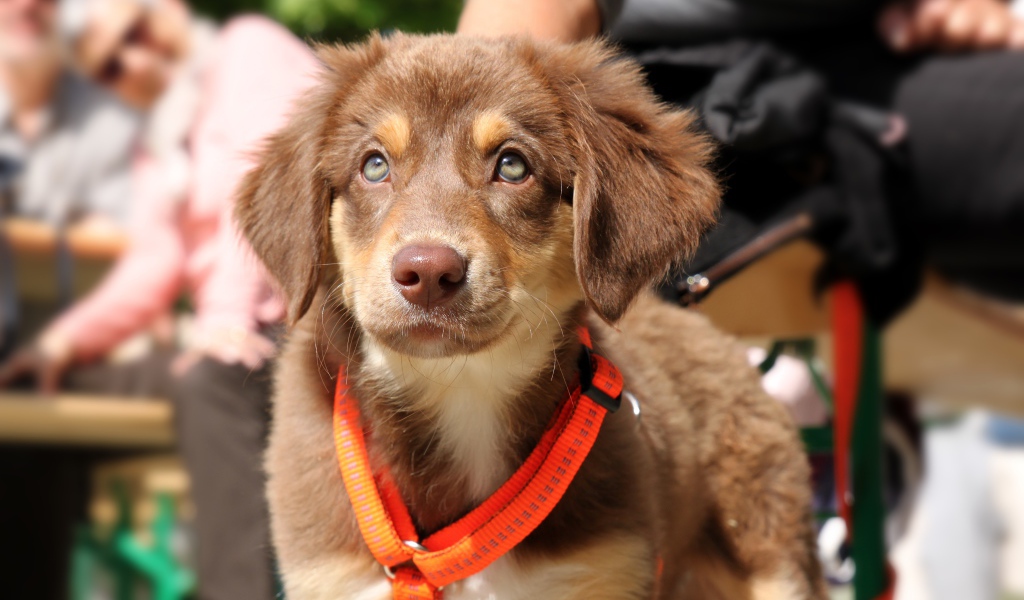 Маленький щенок ретривера на поводке 