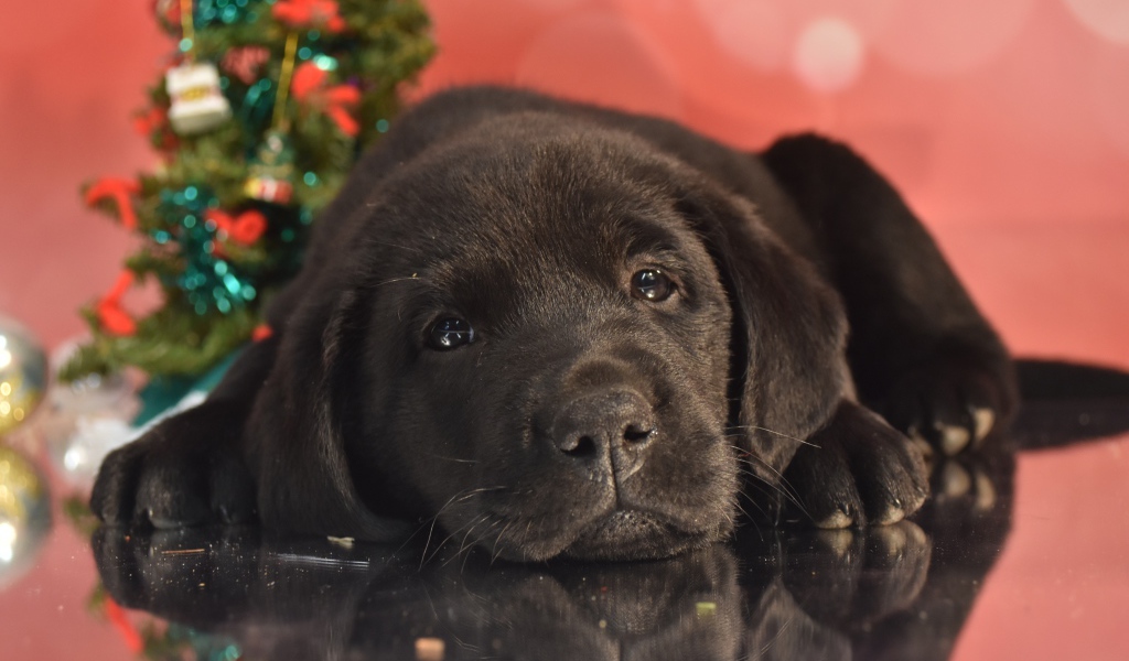 Маленький грустный черный щенок ретривера на розовом фоне