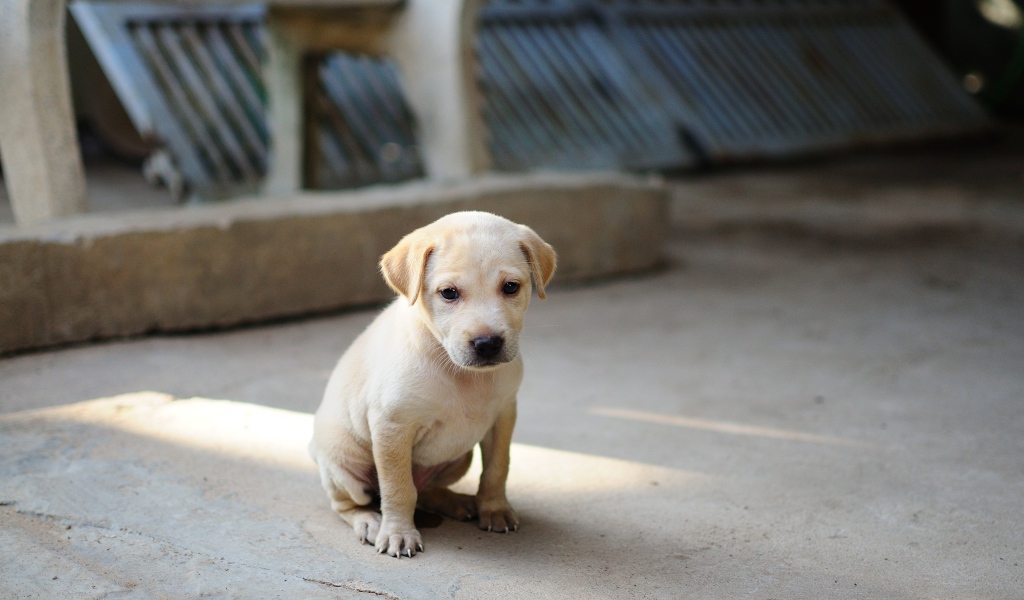 Маленький грустный щенок золотистого  ретривера сидит на земле