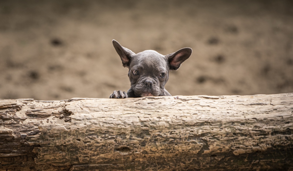Маленький испуганный щенок французского бульдога