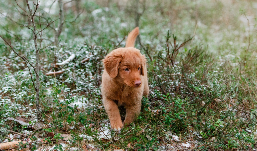 Маленький щенок новошотландский ретривер идет по траве