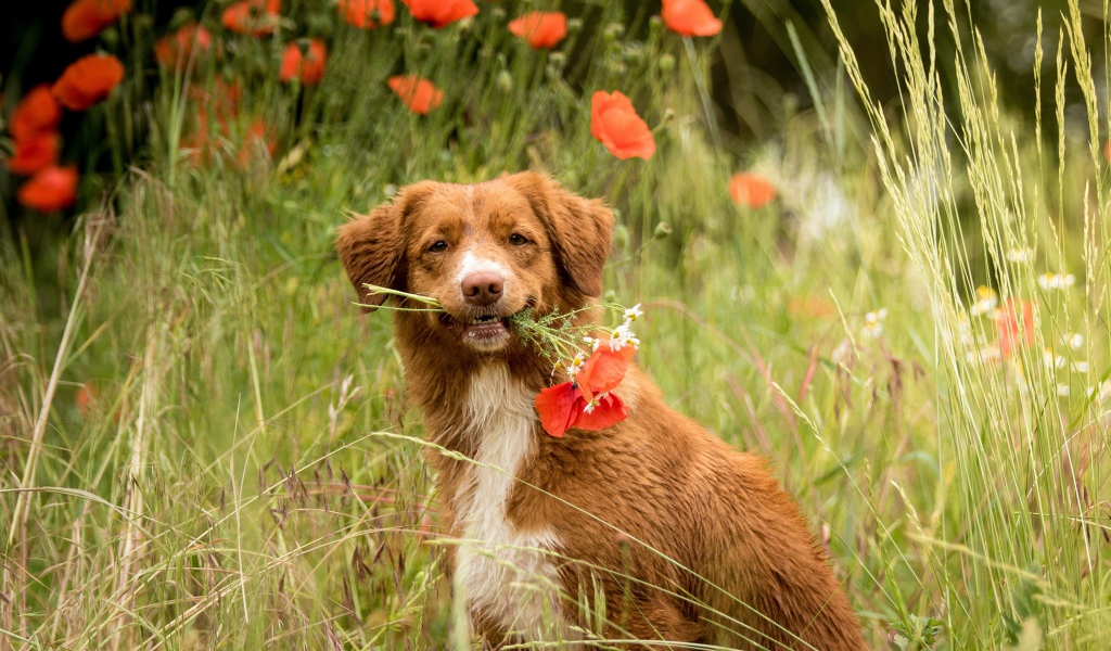 Новошотландский ретривер с красными маками 