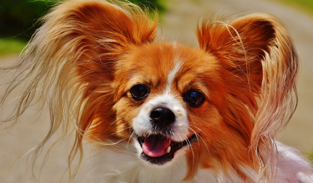 Собака папильон в пушистыми ушами