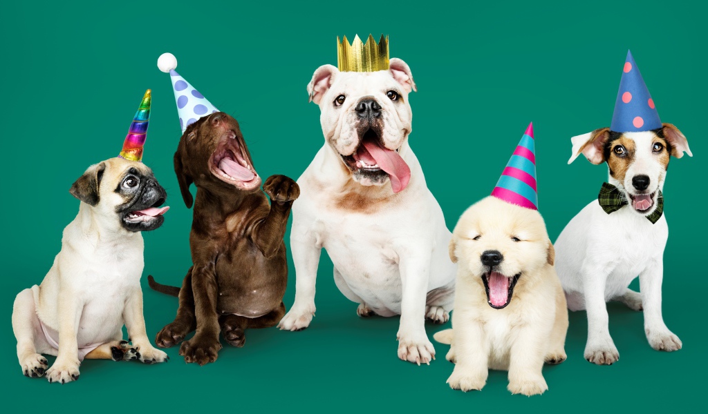Породистые собаки в колпаках на день рождения