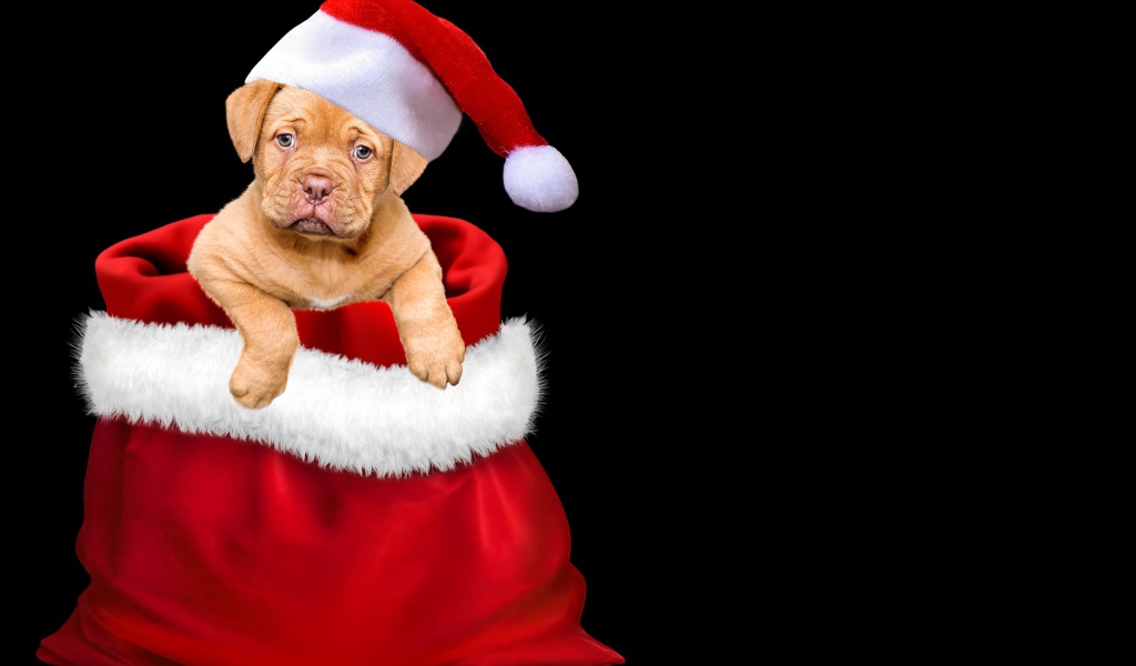 Щенок сидит в мешке на черном фоне 