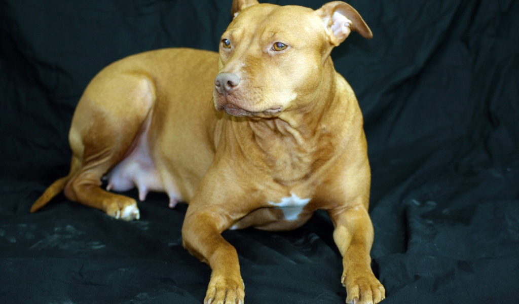 Породистая собака лежит на черном диване 