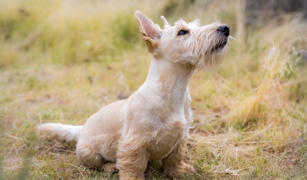 Породистый пес сидит на траве 