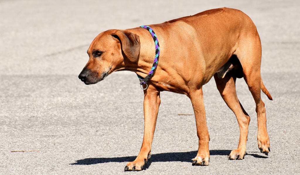 Родезийский риджбек с ошейником