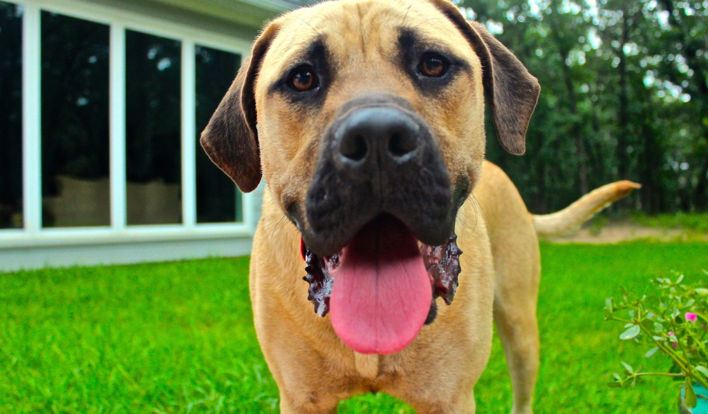 Родезийский риджбек с высунутым языком