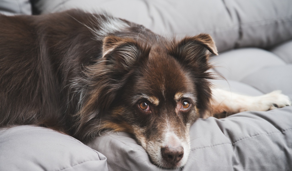 Грустная австралийская овчарка лежит на диване 