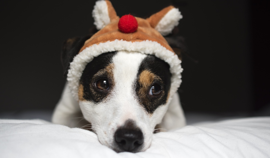 Sad Jack Russell Terrier in a hat