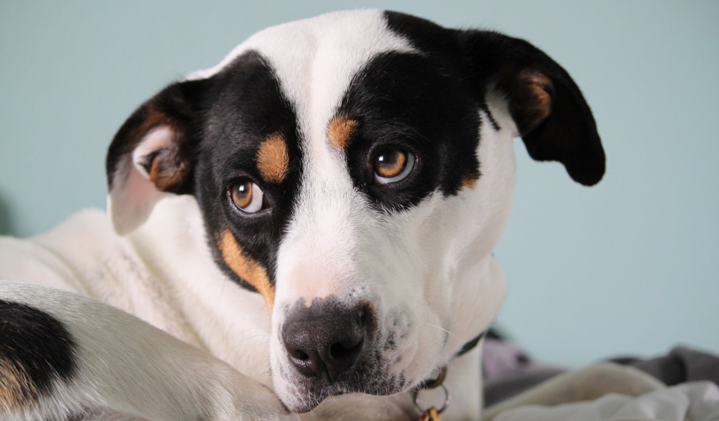 Грустный Джек рассел терьер лежит на кровати 