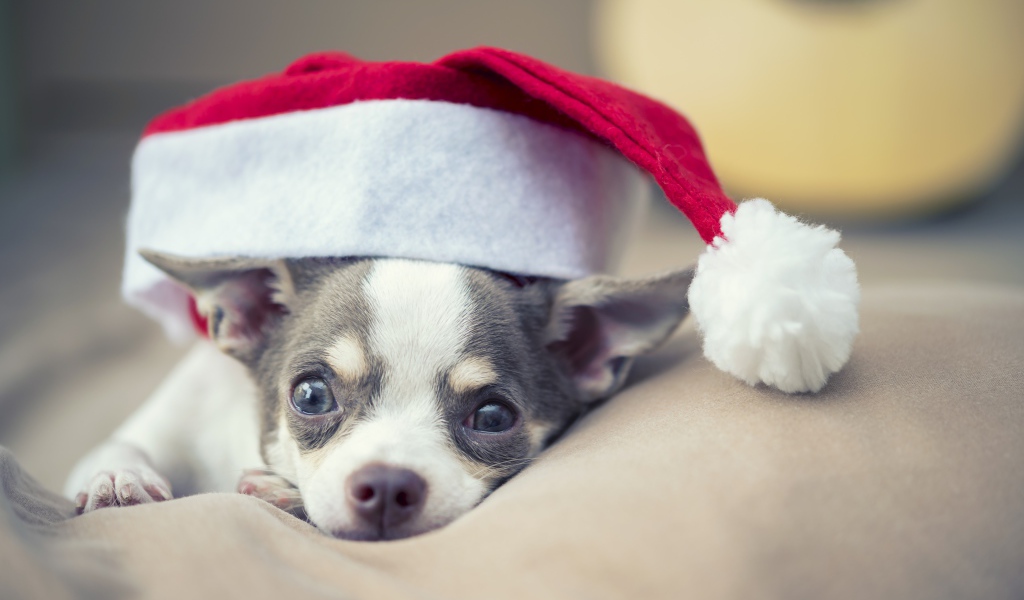 Грустный чихуахуа в шапке Санта Клауса