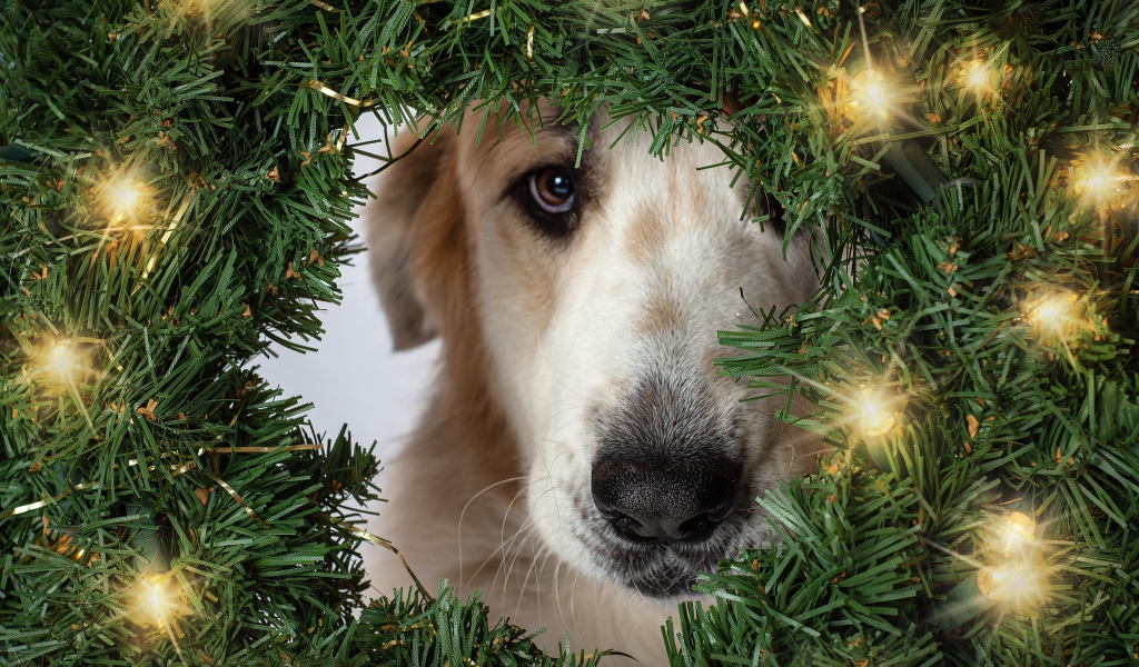 Грустная собака с зеленым рождественским венком 