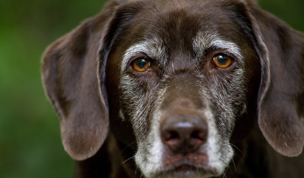 Грустные глаза старого лабрадора