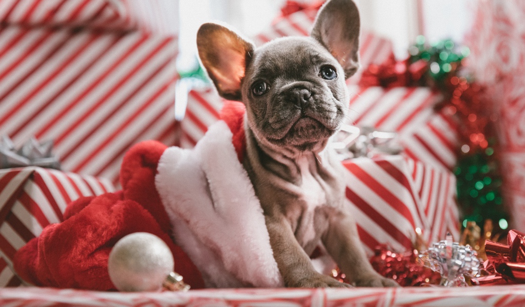 Грустный серый щенок французского бульдога с подарками на новый год 