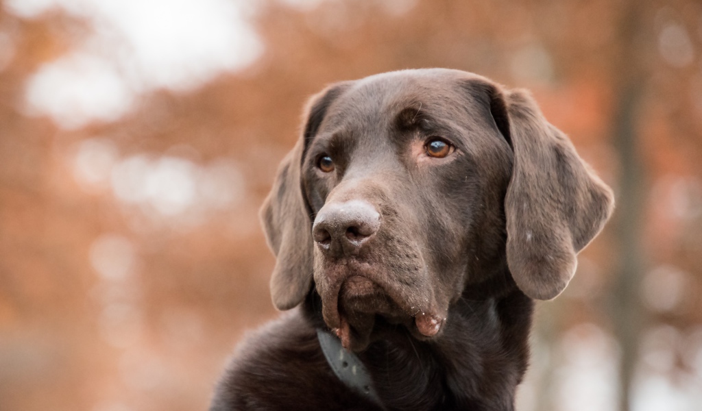 Грустная морда коричневого лабрадора 