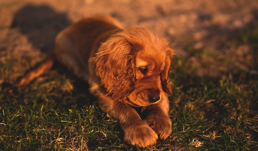 Грустный щенок спаниеля лежит на траве 