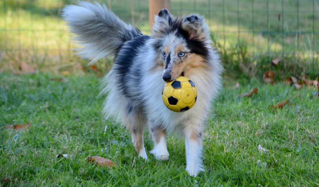 Шелти с мячом в зубах на траве